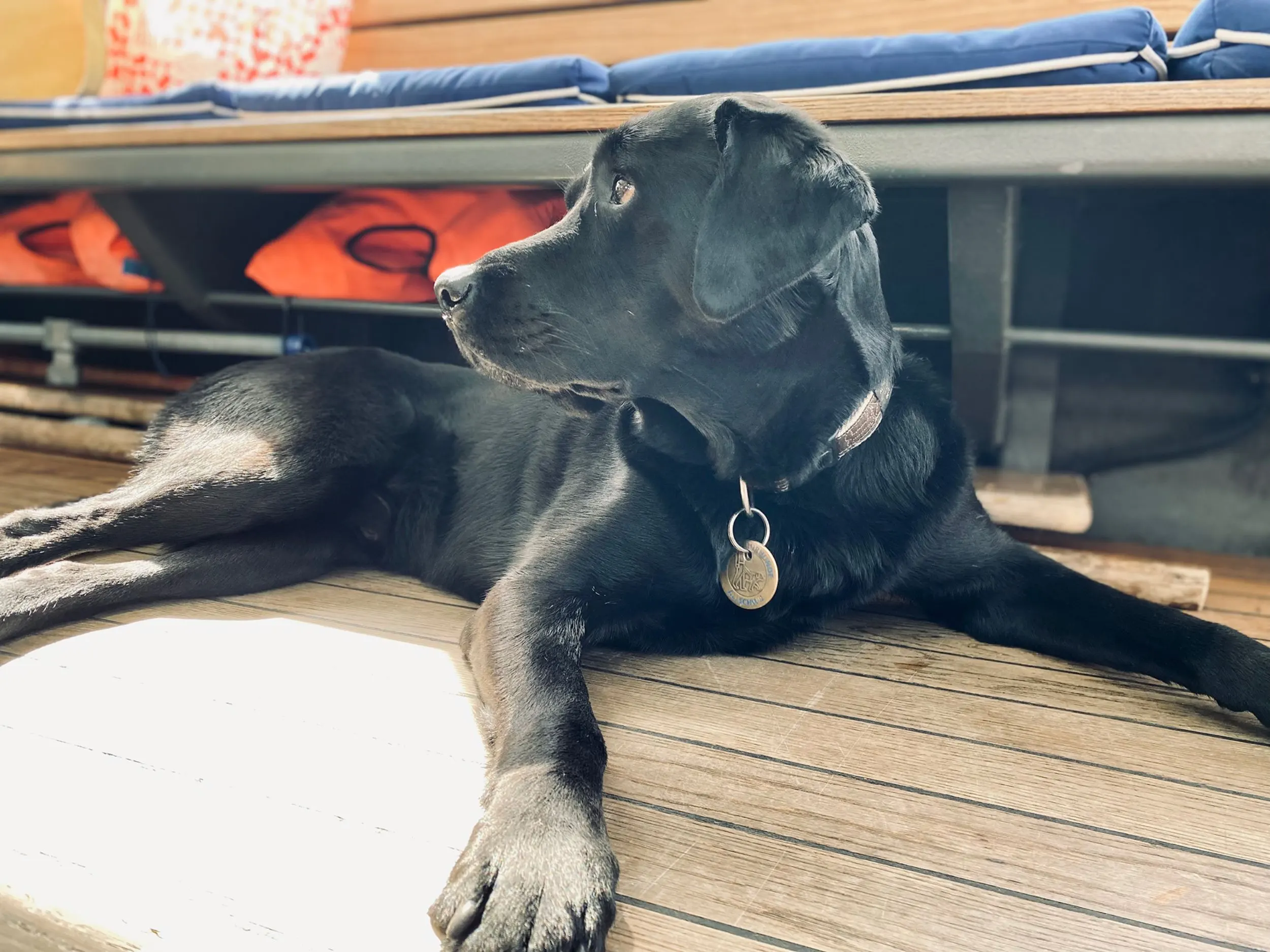 Der Fährihund Oli liegt am Boden