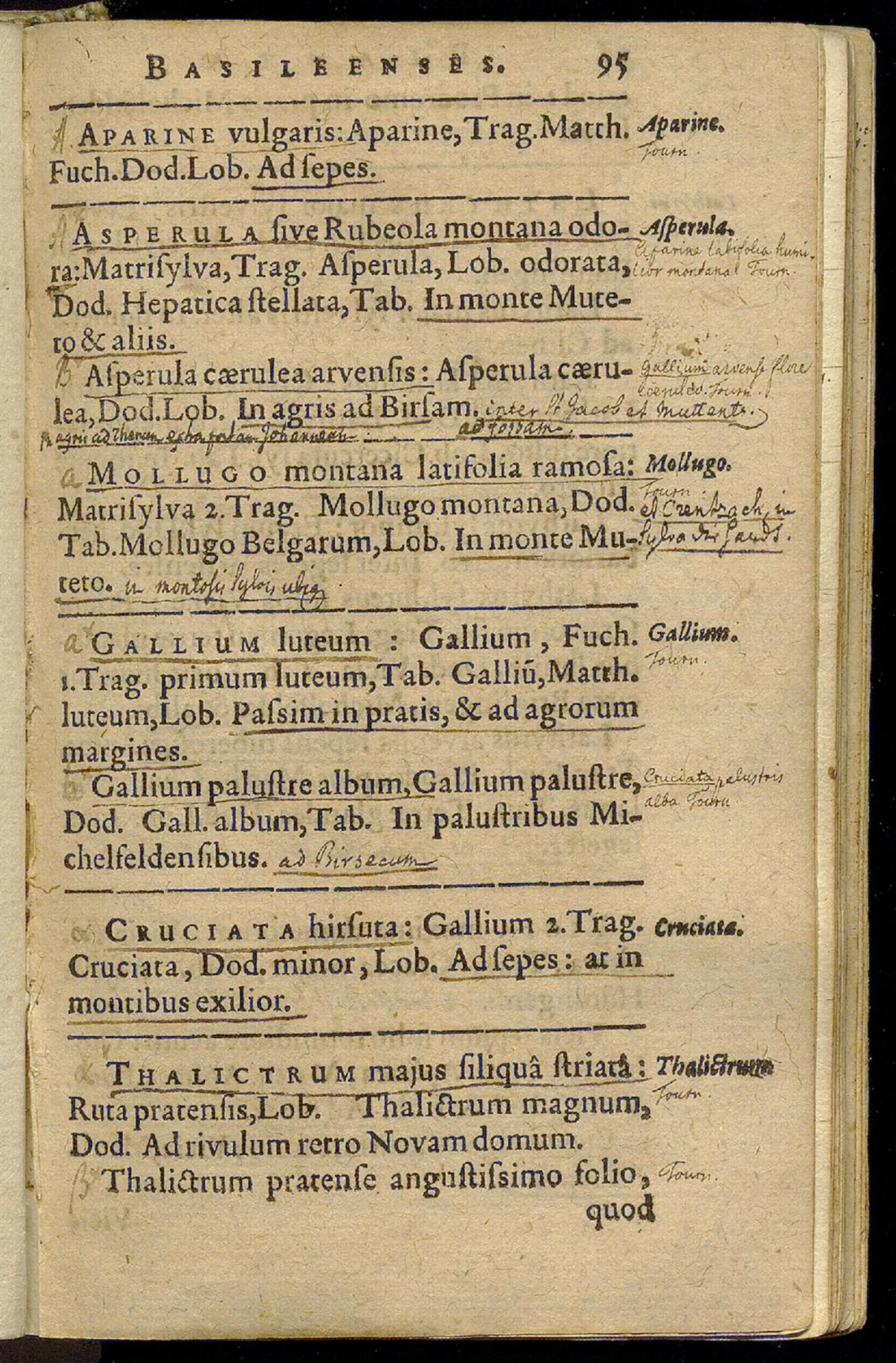 Caspari Bauhini Basil. Archiatri Catalogus plantarum circa Basileam sponte nascentium (…), mit handschriftlichen Anmerkungen von Werner de Lachenal. S. 95