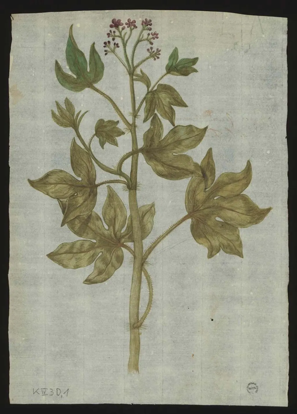 Pflanzenbilder mit Beziehung zu Caspar Bauhin und seinem Herbar Basel