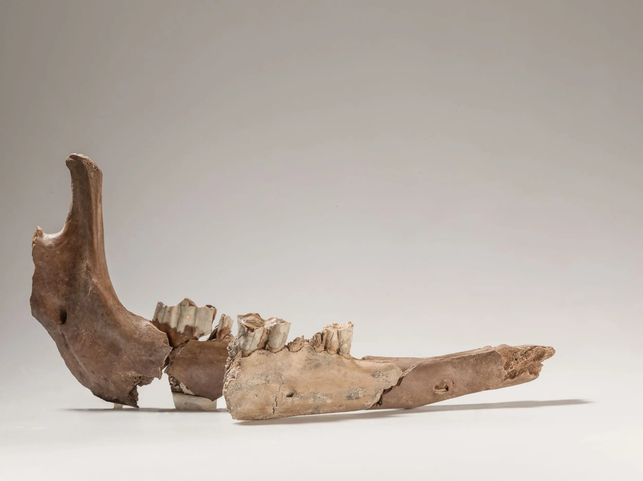 Die Teile des Kamelunterkiefers